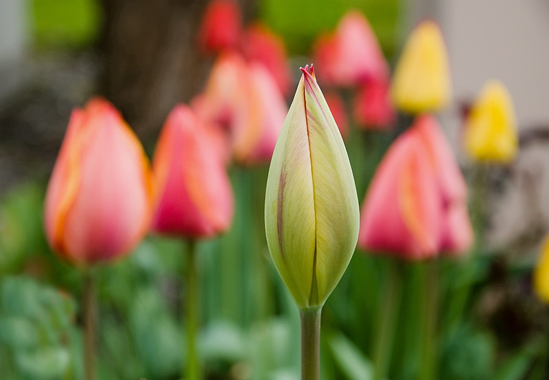 Blume Südtirol D35_4255 als Smart-Objekt-1 Kopie.jpg - In einem Vorgarten der vielen schönen Häuser am Bodensee.